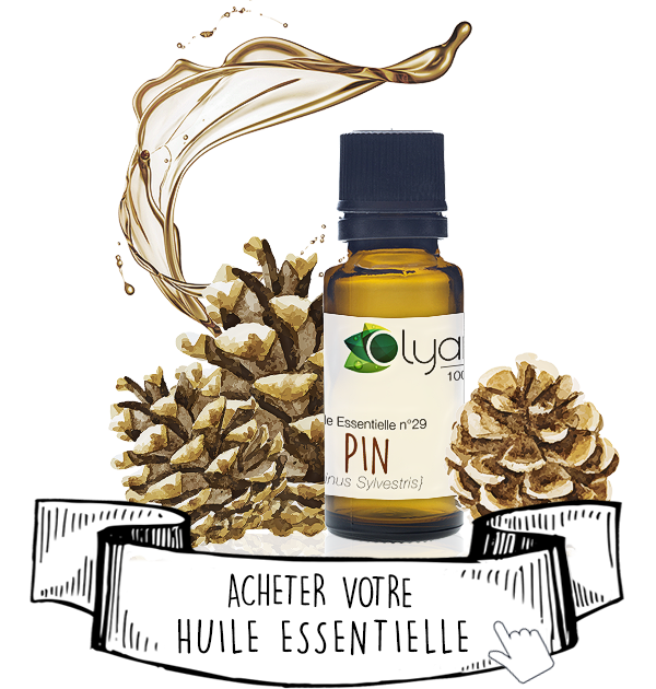 Huile Essentielle de Pin Sylvestre: le Guide Complet - Olyaris